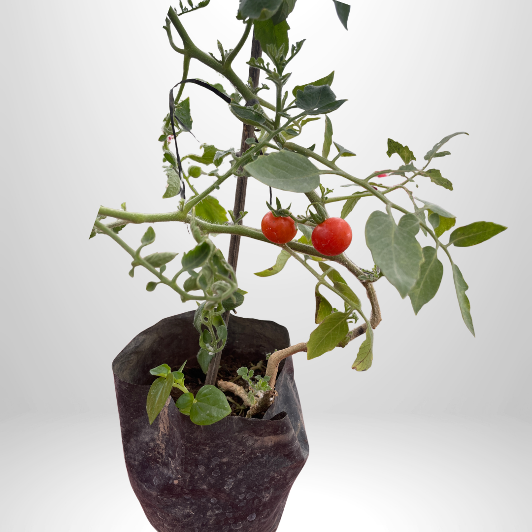 Cherry Tomatoes
