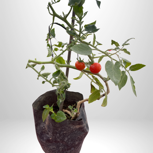 Cherry Tomatoes