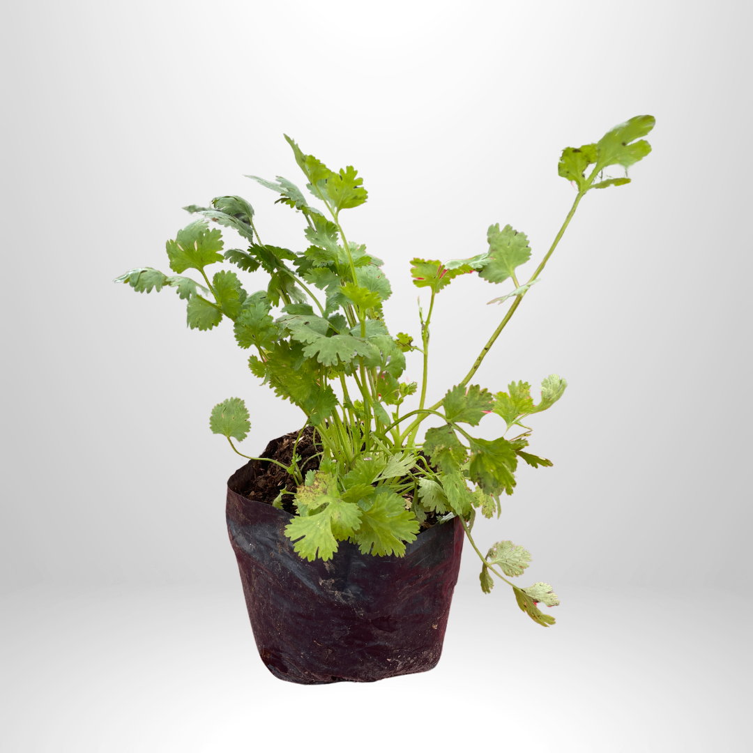 Cilantro