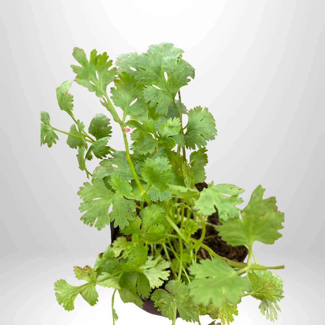 Cilantro