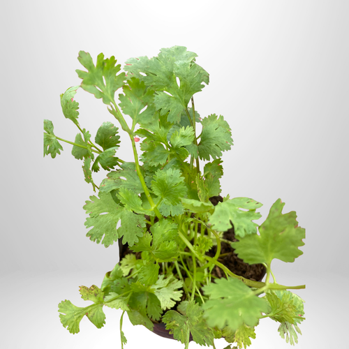 Cilantro