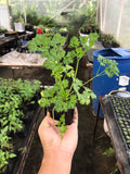 Curly Parsley (Small Pot)