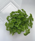 Fresh Curly Parsley Leaves