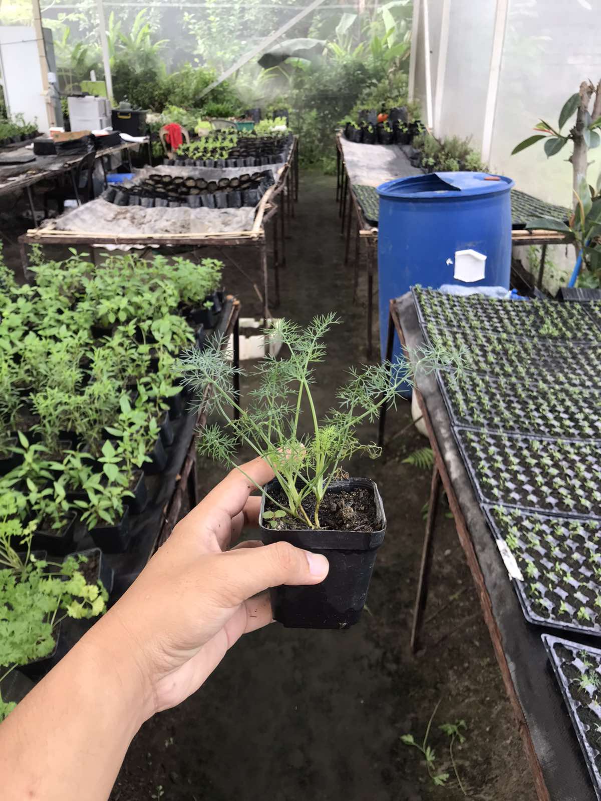 Dill (Small Pot)