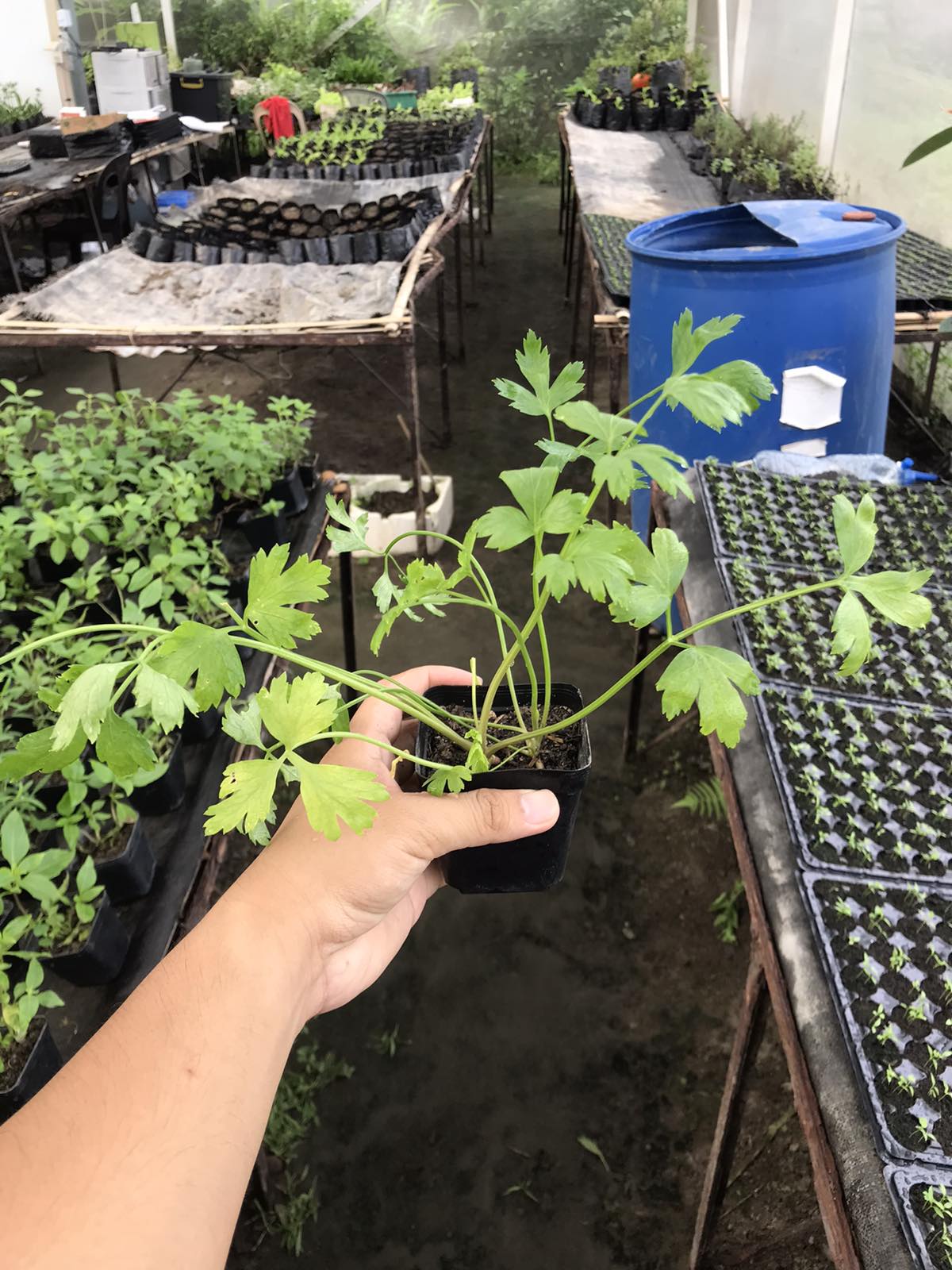 Flat Parsley (Small Pot)