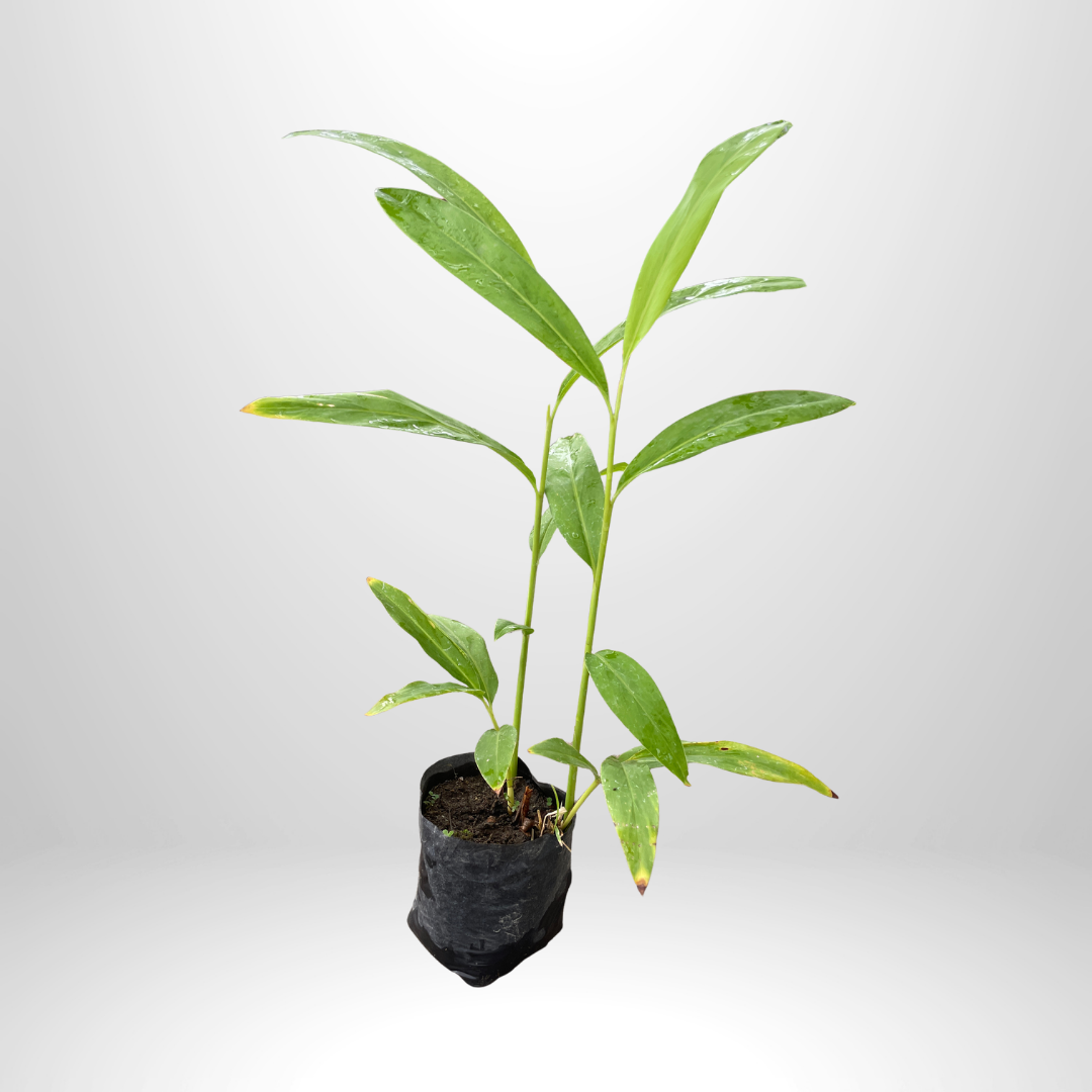 Turmeric
