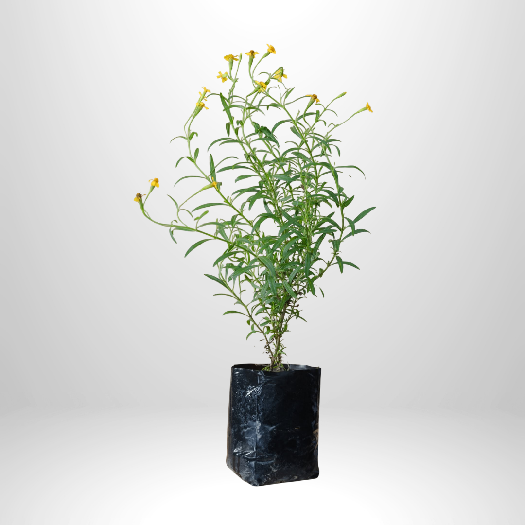 Tarragon