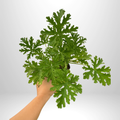 Citronella Malvarosa