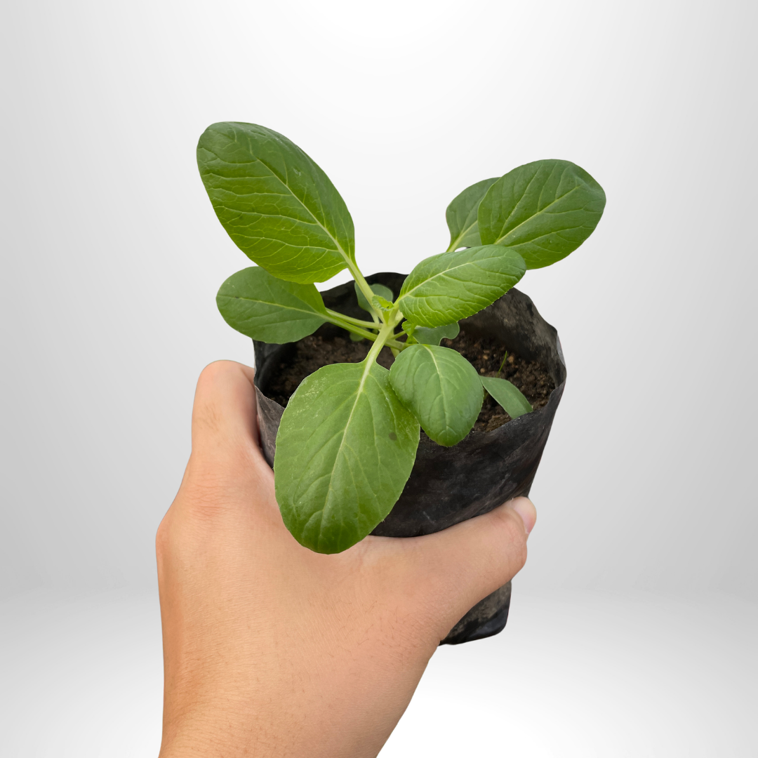 Spinach