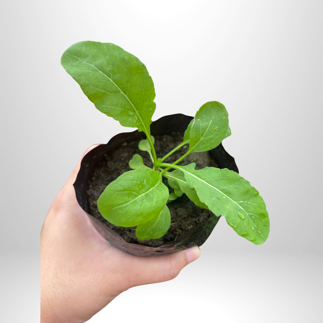 Arugula