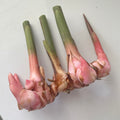 Fresh Galangal Root