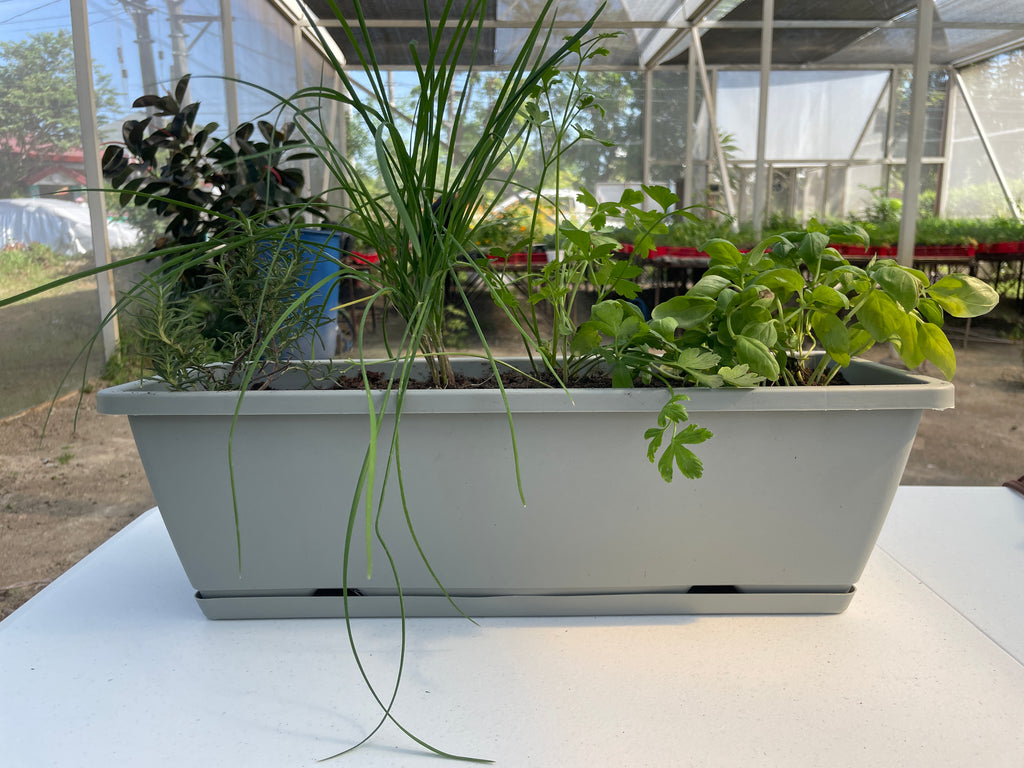 4-in-1 Herbs Set