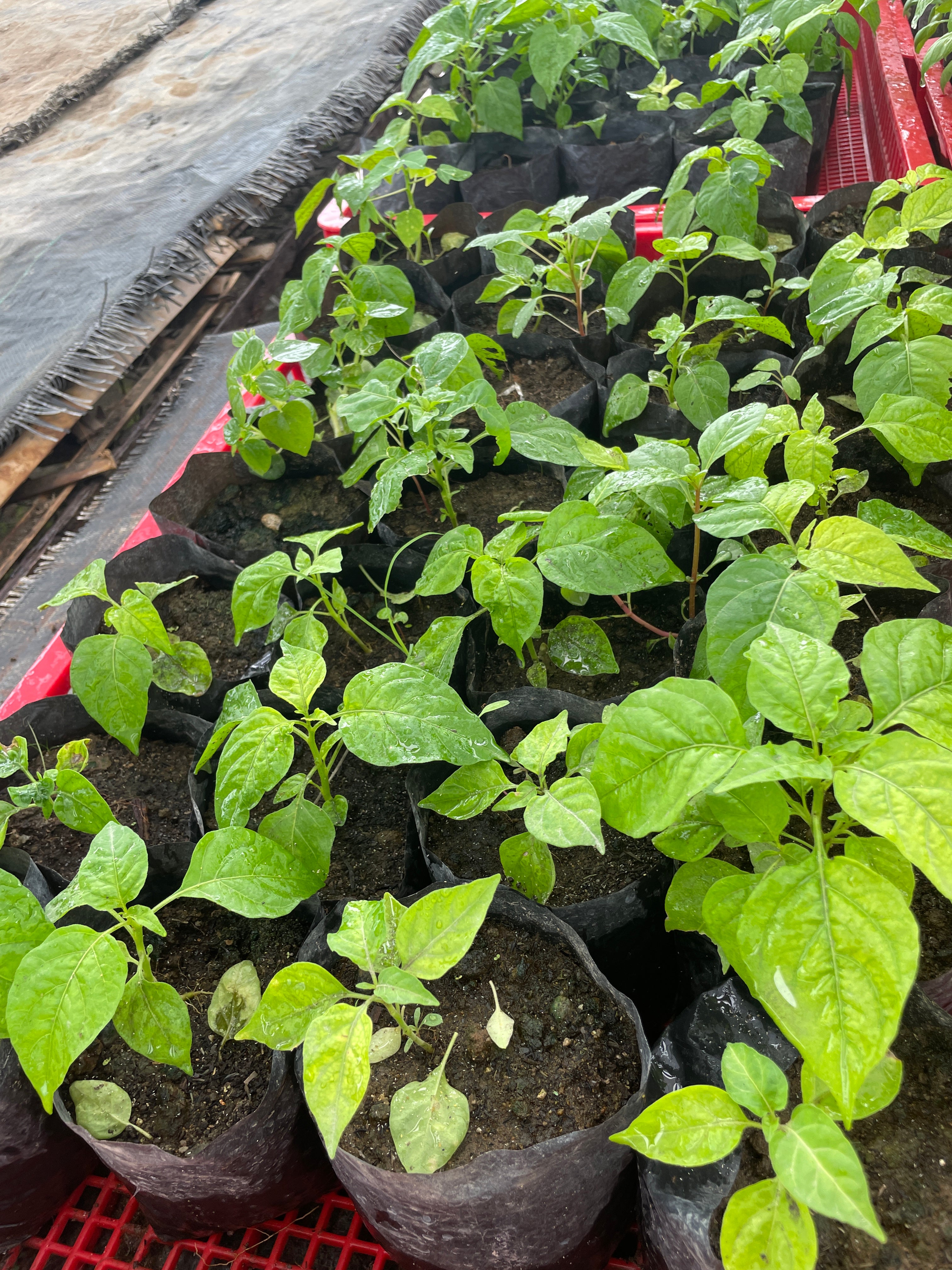 Siling Labuyo (Native)