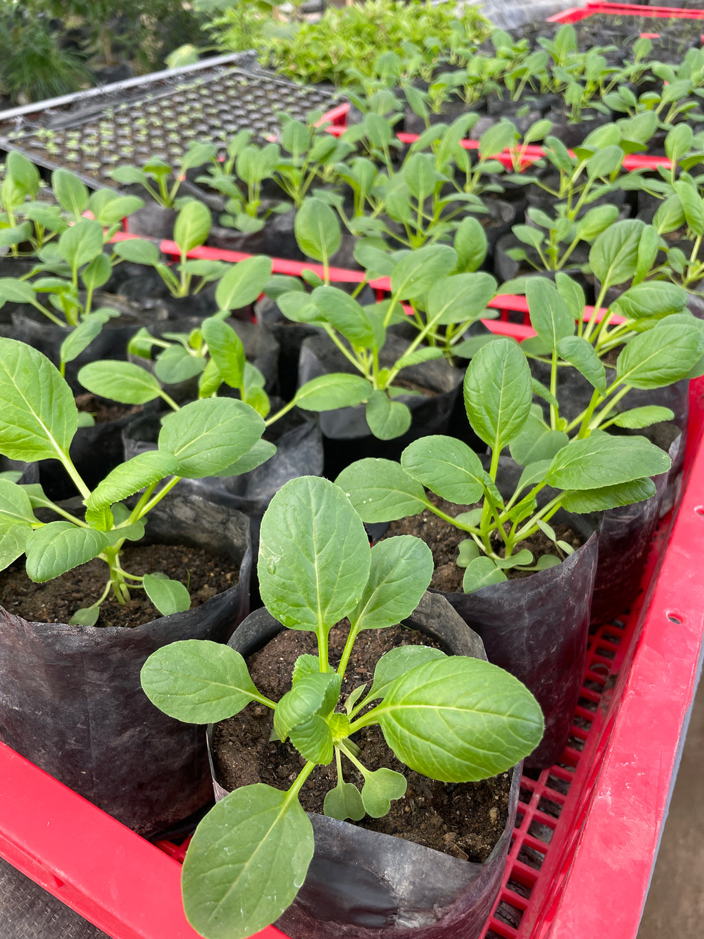 Spinach