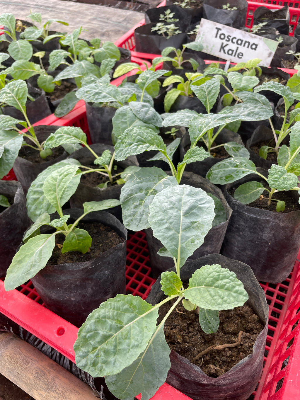 Toscana Kale