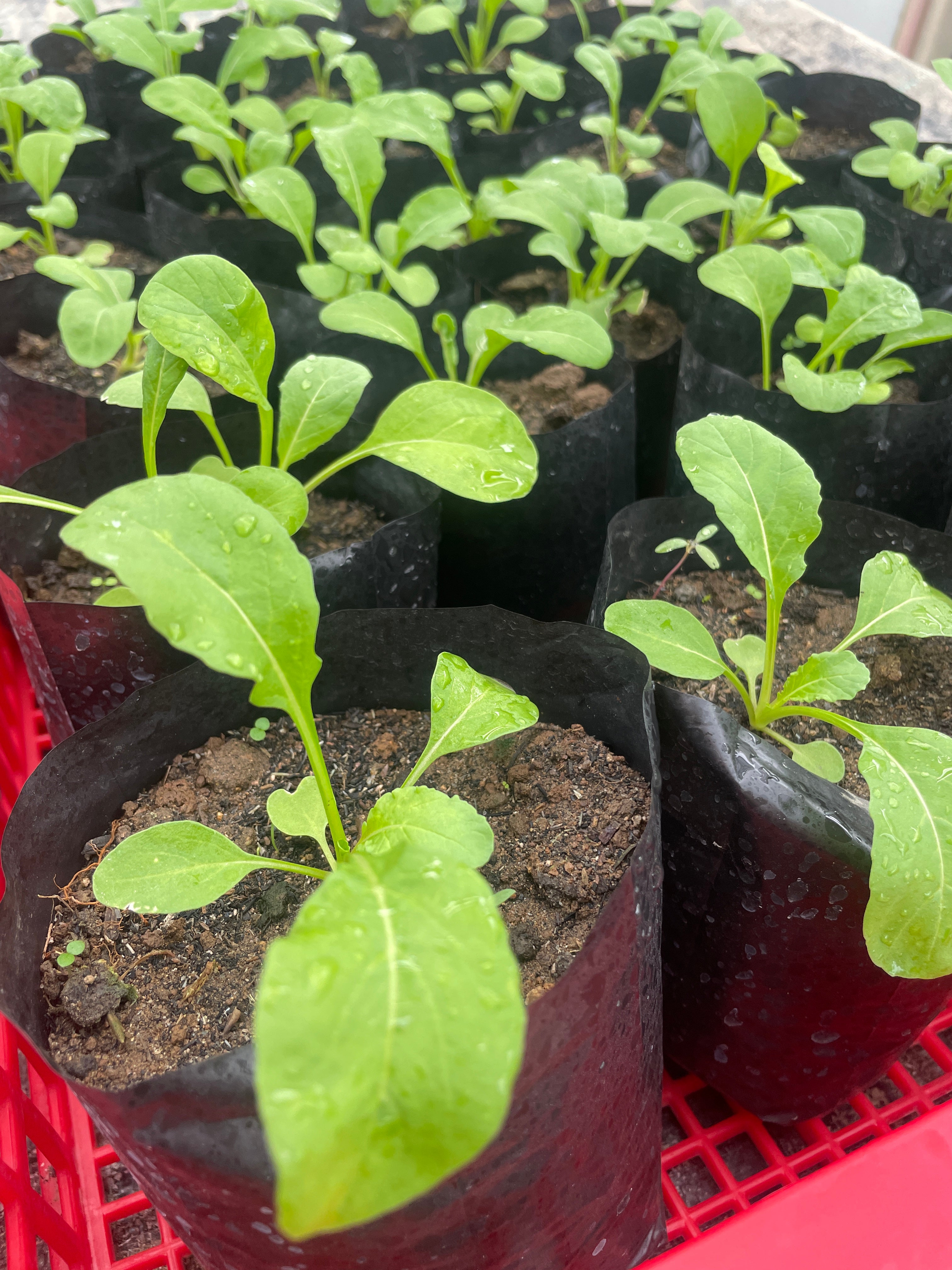 Arugula