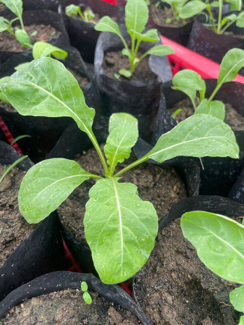 Arugula