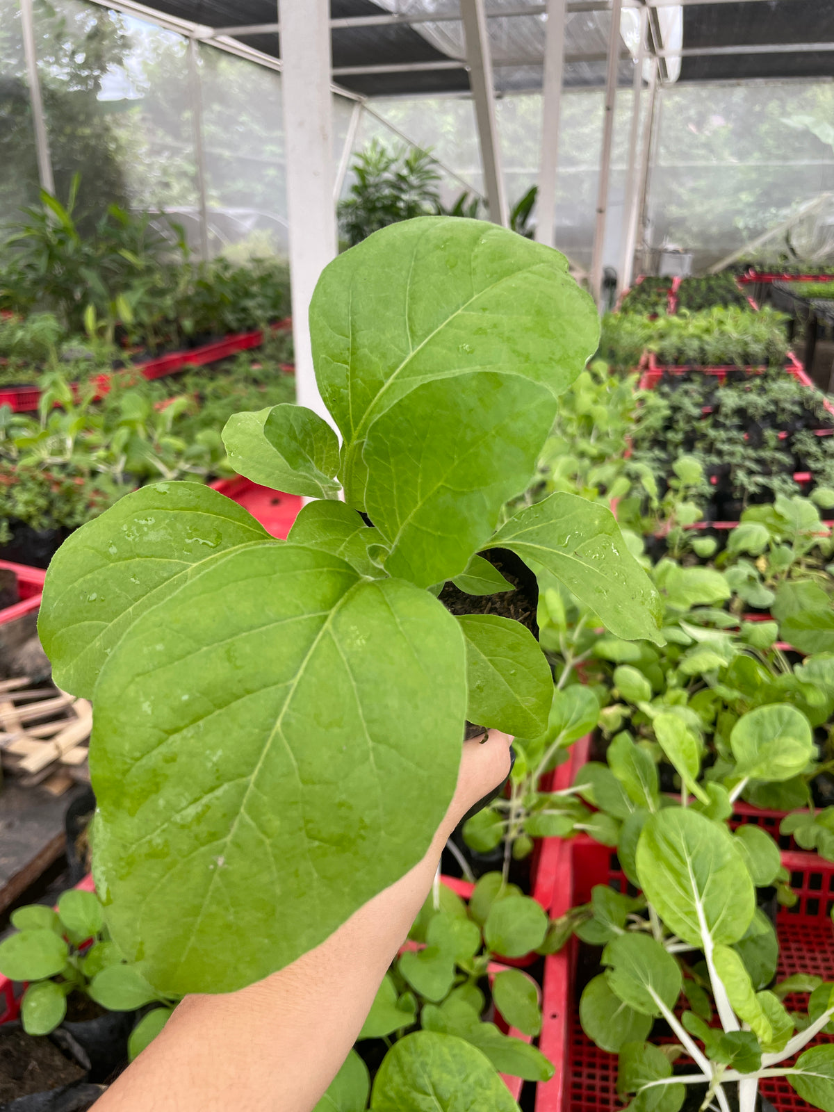 Cauliflower