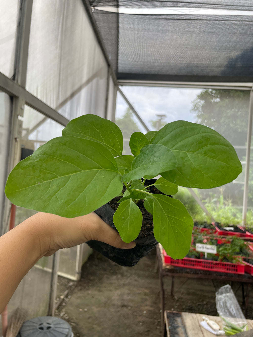 Cauliflower