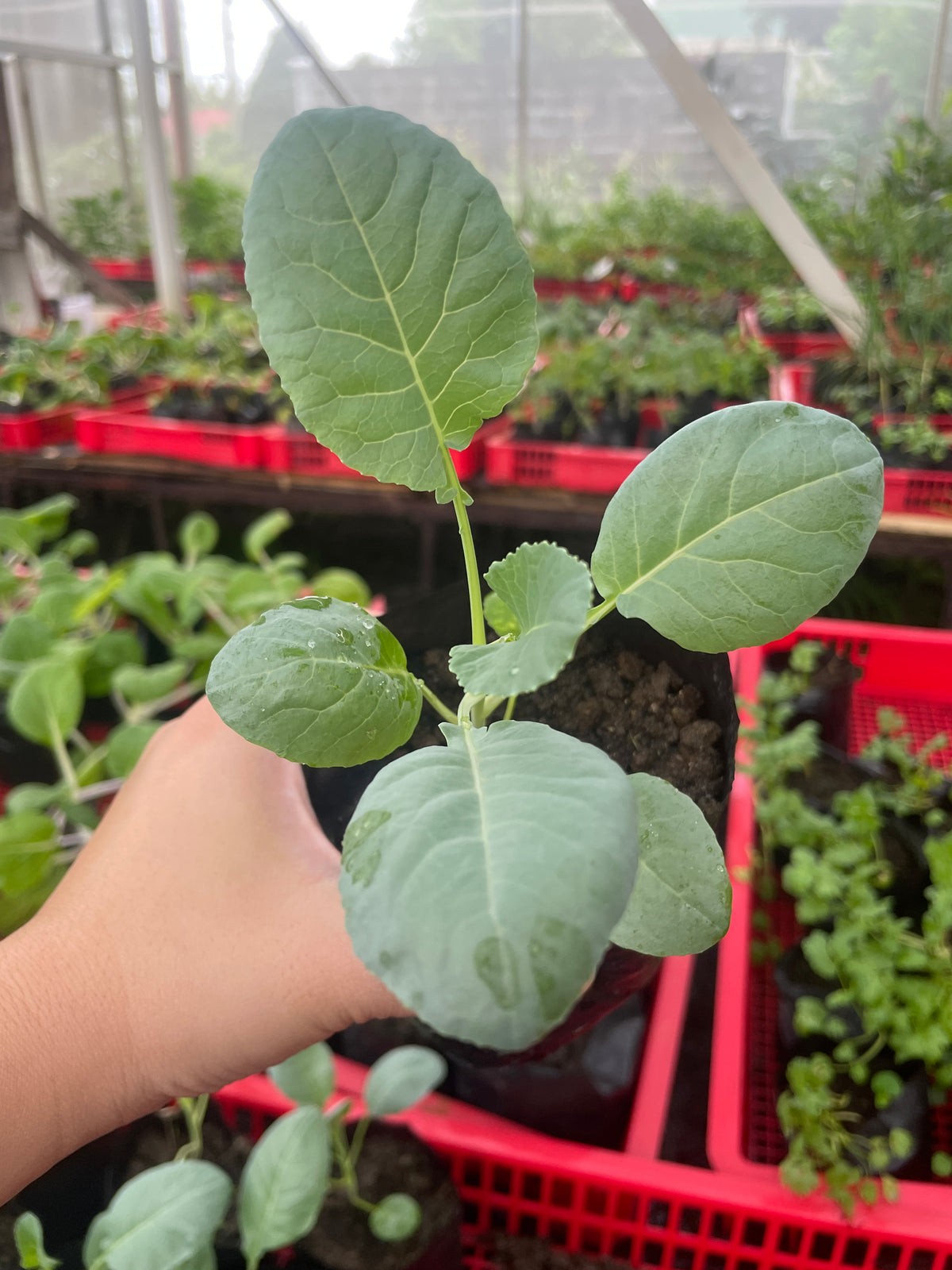 Cauliflower