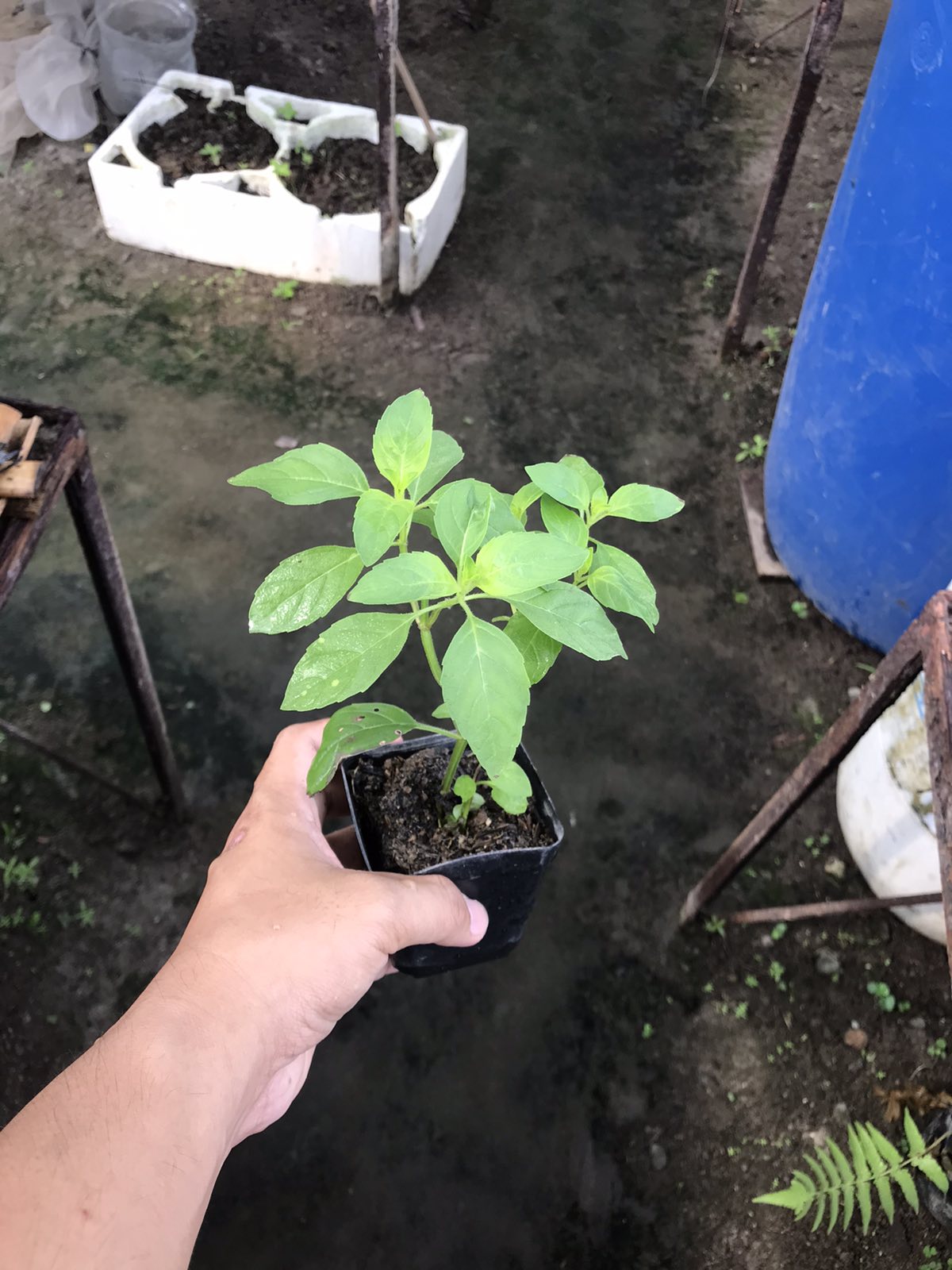 Lemon Mint (Small Pot)