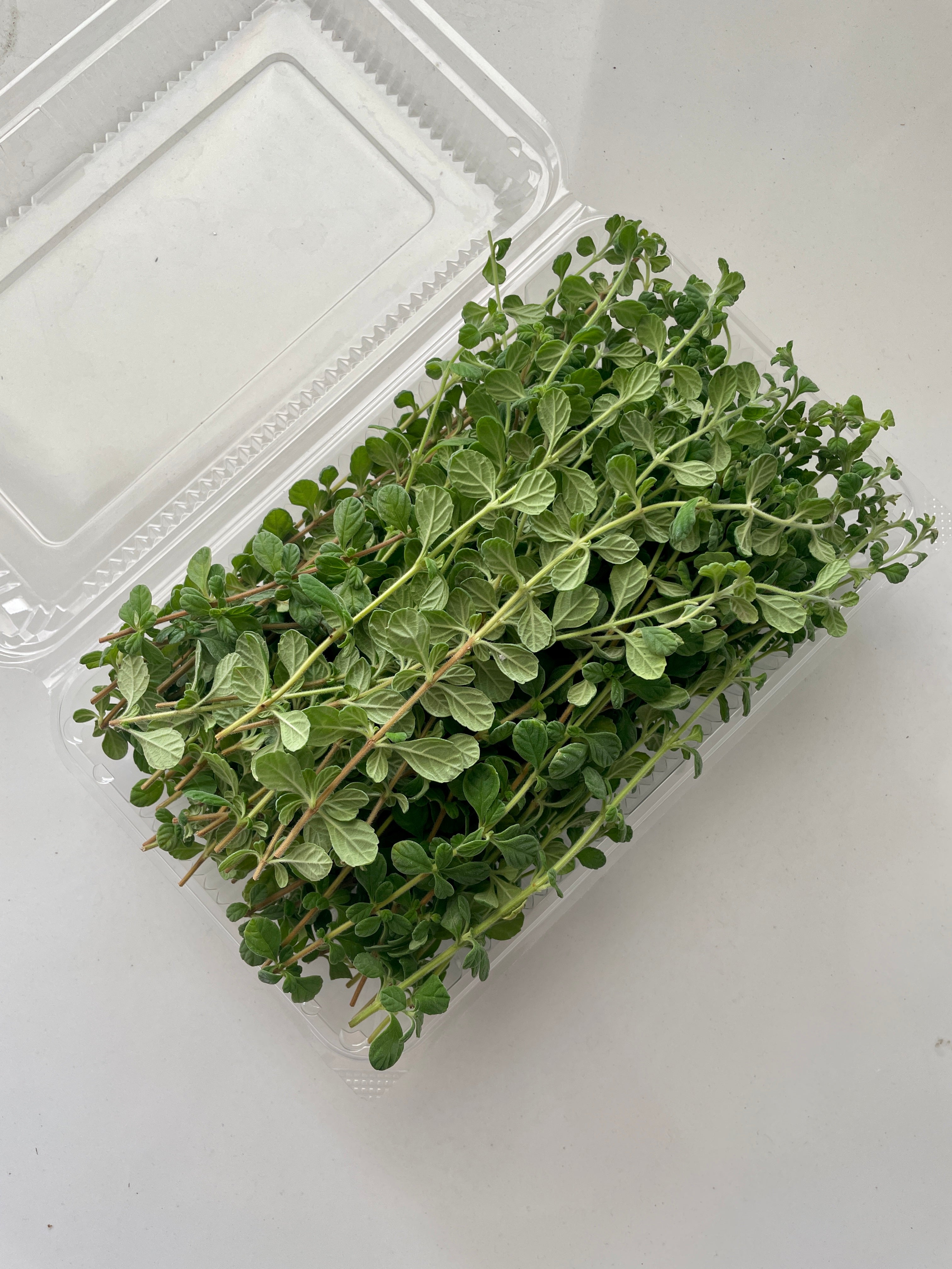 Fresh Oregano Leaves