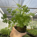 Cilantro
