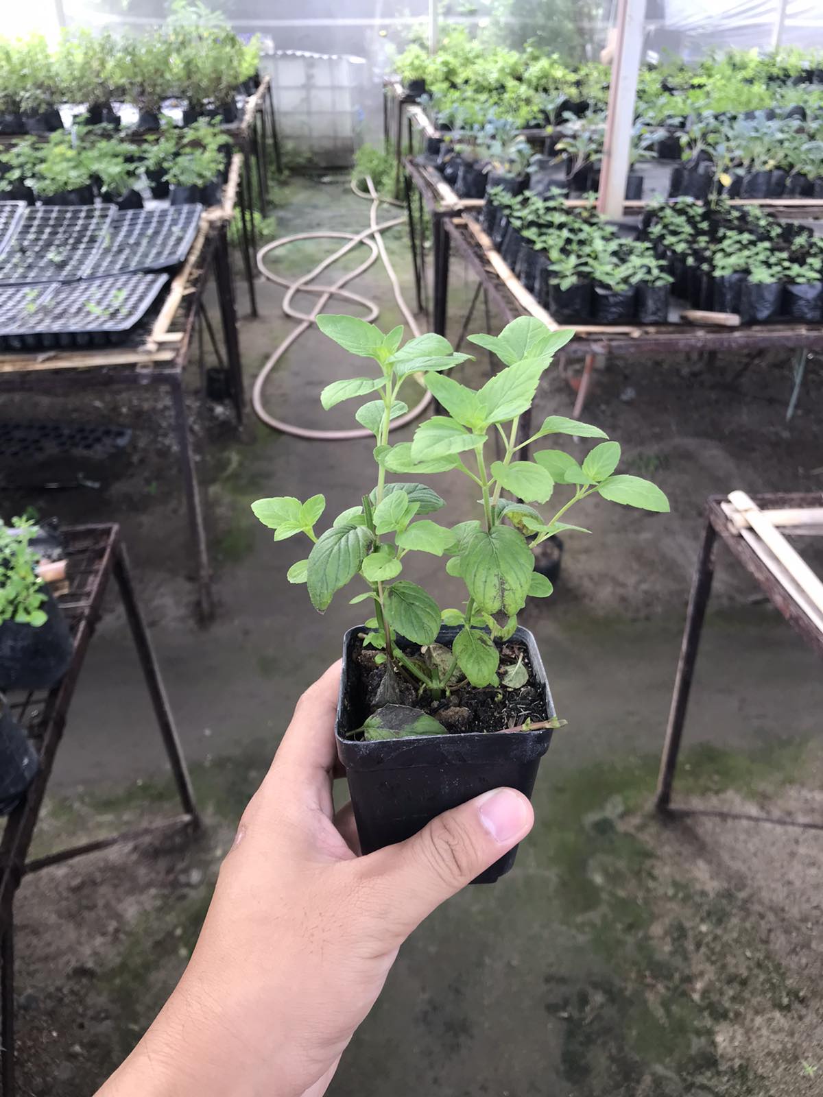 Spearmint (Small Pot)