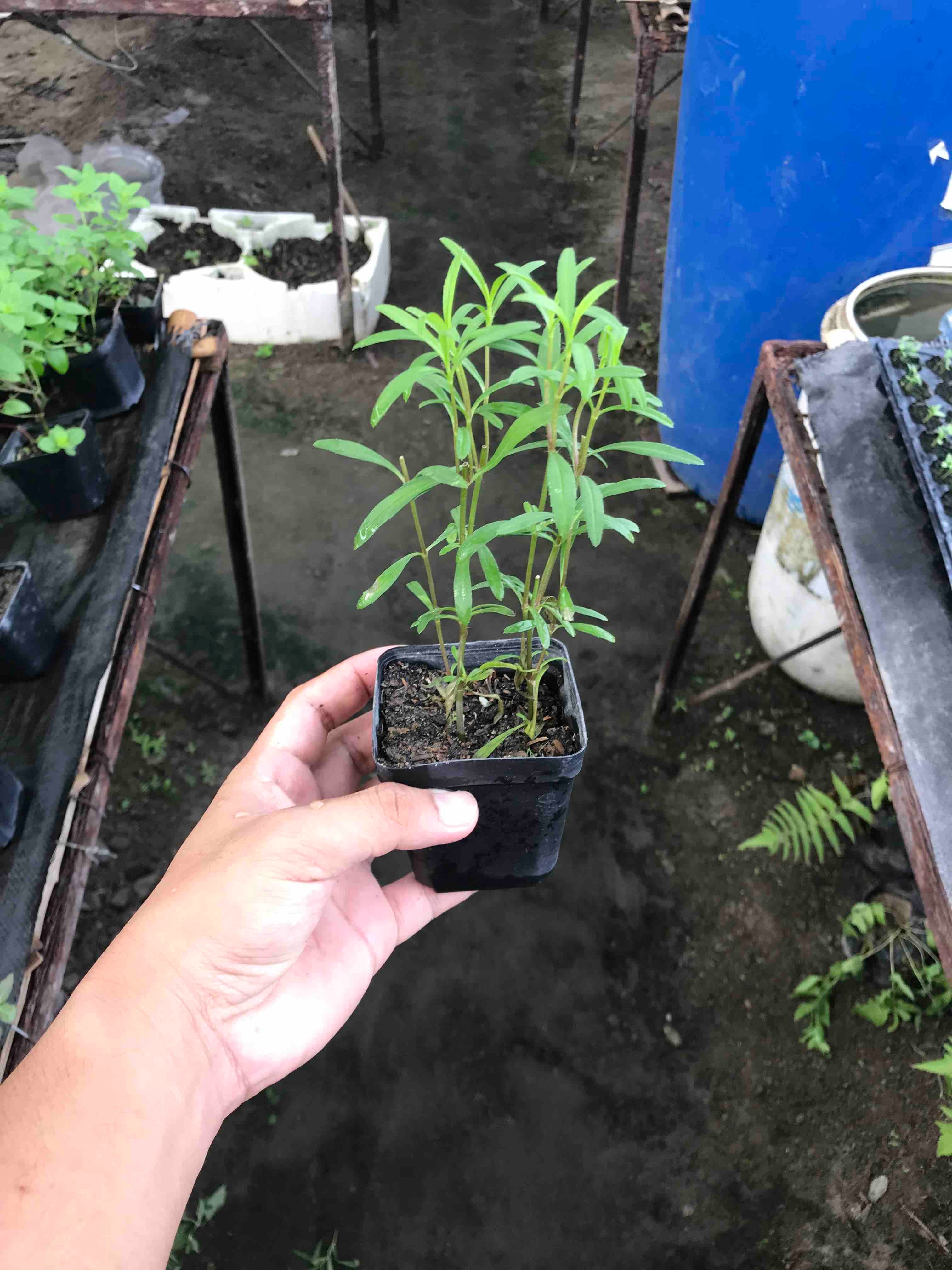 Tarragon (Small Pot)