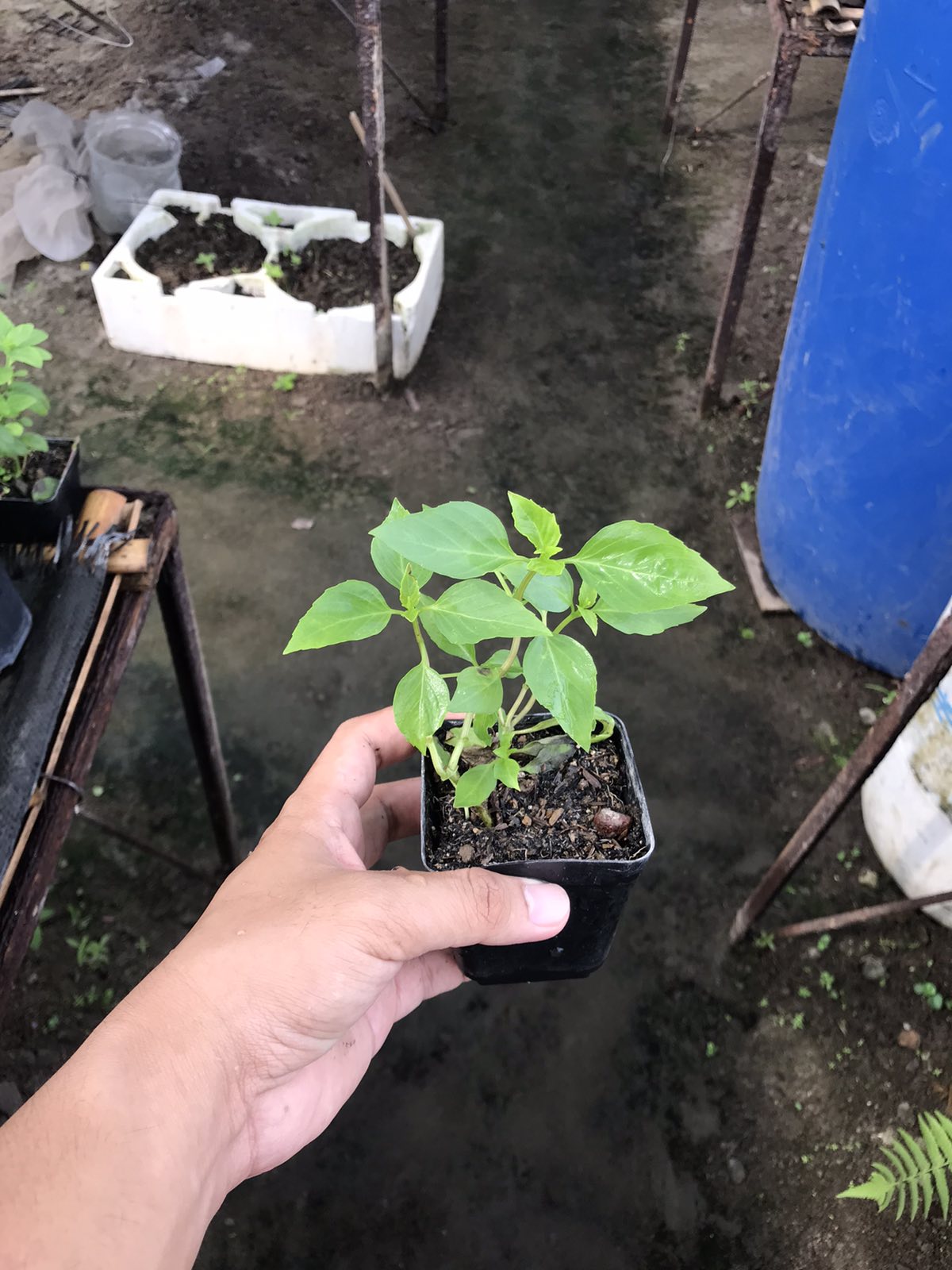 Thai Basil (Small Pot)