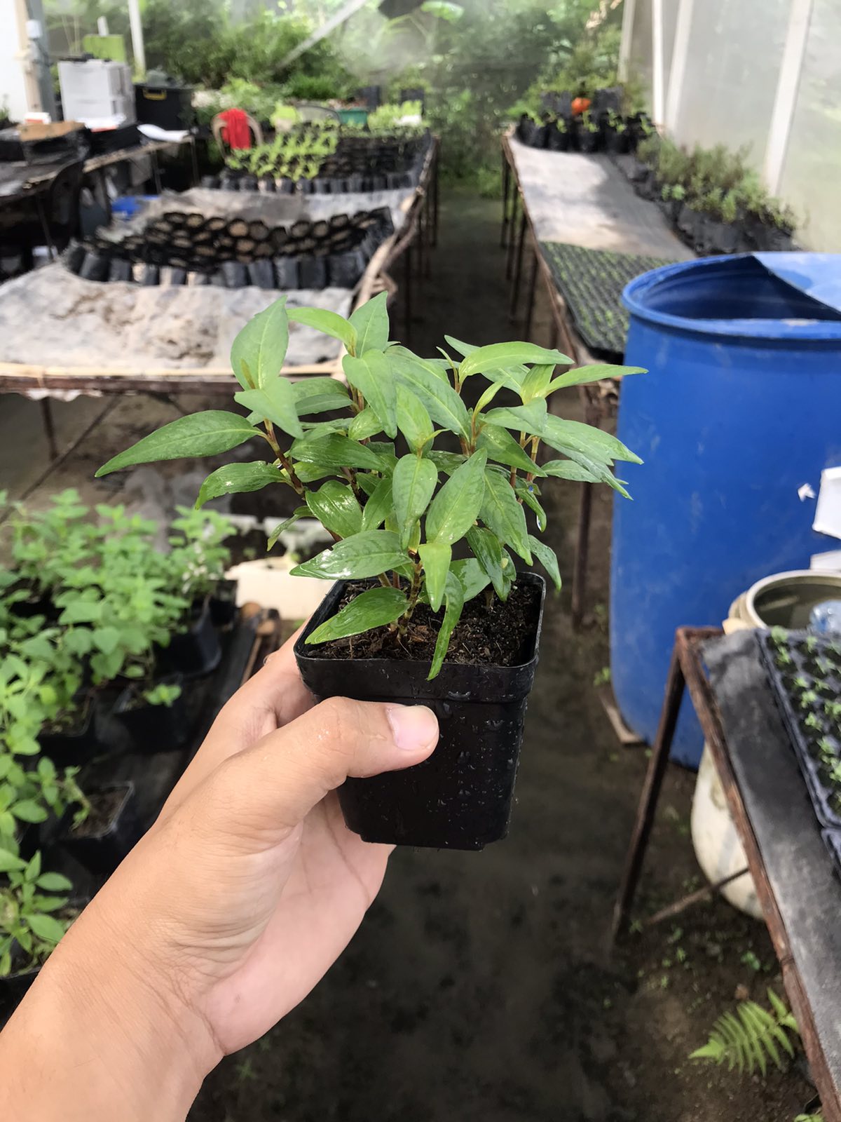 Vietnamese Coriander (Small Pot)