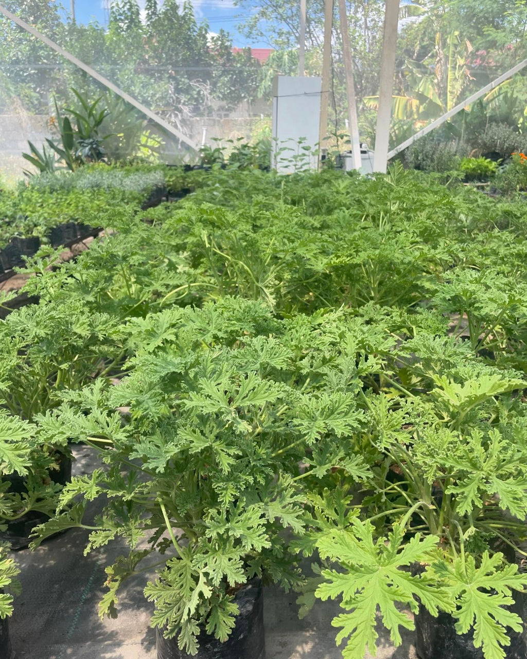 Citronella Malvarosa