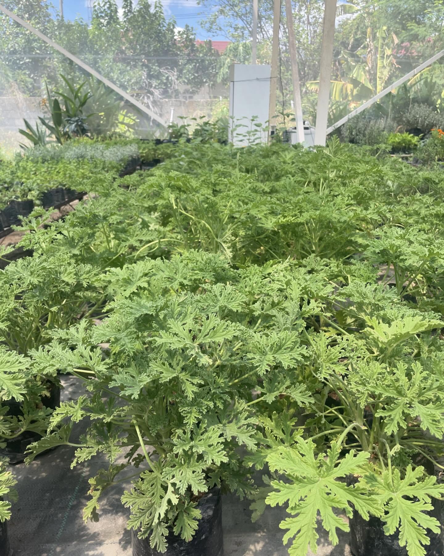 Citronella Malvarosa