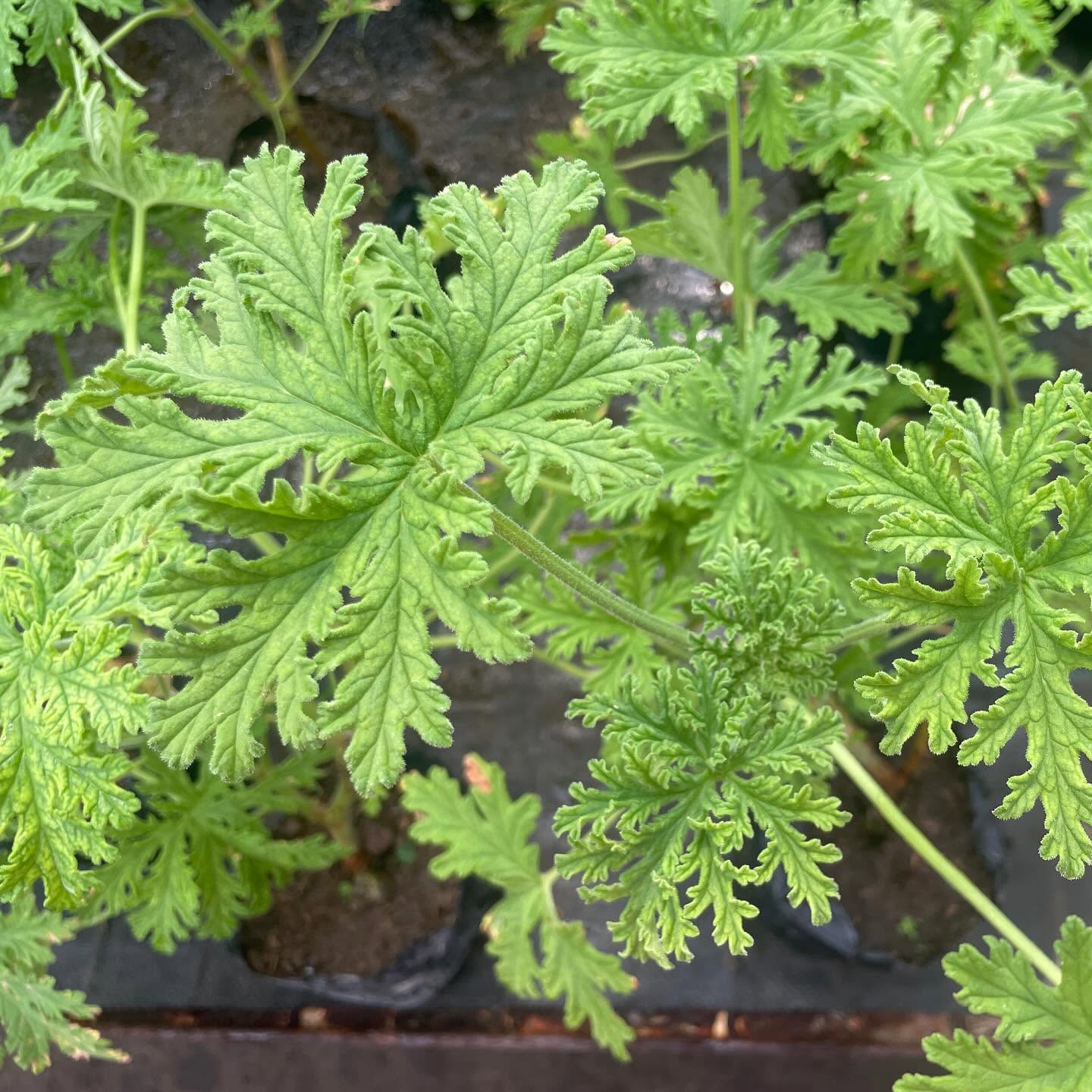 Citronella Malvarosa